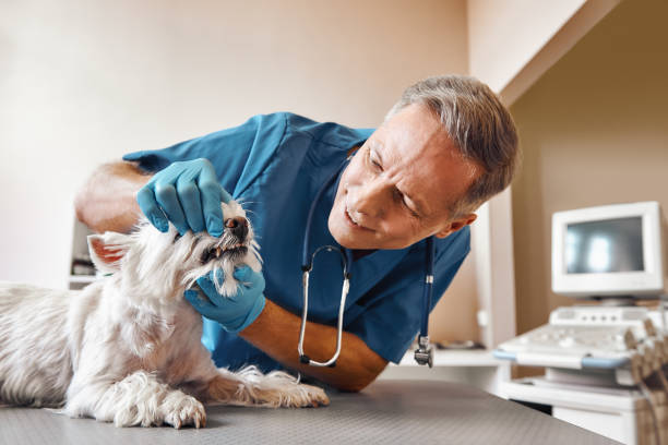 Best Emergency Denture Repair in Clinton, OH